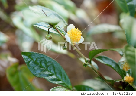 Cute small tea flowers 124635250