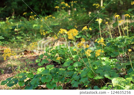 秋花：日本銀菊 124635256