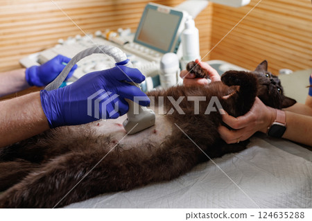 Veterinarian performing abdominal ultrasound scan on cat in clinic, diagnostic check using imaging equipment. Veterinarian performing abdominal ultrasound scan on cat in clinic, diagnostic check using imaging equipment. 124635288