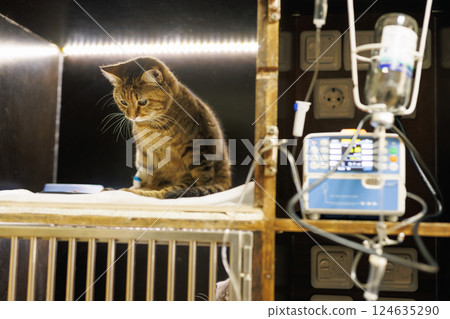 Sick cat in veterinary hospital cage receiving IV fluids, animal recovery with infusion pump and monitoring. Sick cat in veterinary hospital cage receiving IV fluids, animal recovery with infusion pump and monitoring. 124635290