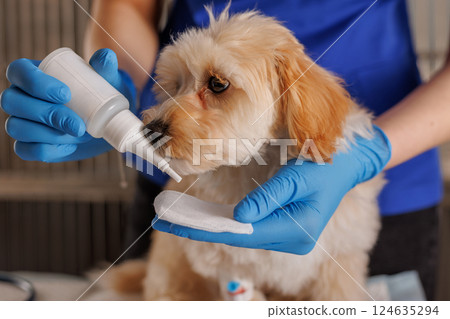 Veterinarian cleaning dogs eye with medical solution, pet eye care treatment in veterinary clinic. 124635294