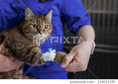 Veterinarian holding cat with IV catheter in paw during treatment, feline healthcare and emergency care. Veterinarian holding cat with IV catheter in paw during treatment, feline healthcare and emergency care. 124635295