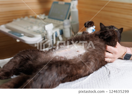 Veterinarian administering injection to sedated cat during surgery preparation, animal anesthesia procedure. 124635299