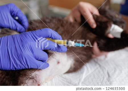 Veterinarian administering injection to sedated cat during surgery preparation, animal anesthesia procedure. Veterinarian administering injection to sedated cat during surgery preparation, animal anesthesia procedure. 124635300