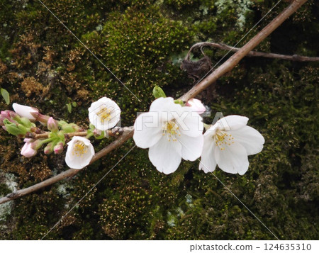 cherry blossoms blooming from tree trunk 124635310