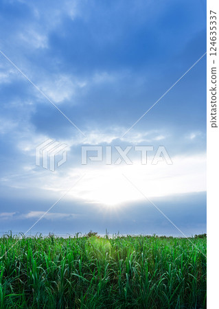 [Okinawa Prefecture] Sunshine on the sugarcane fields of Miyakojima 124635337