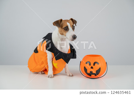 Jack Russell Terrier dog dressed as pumpkin next to candy basket on Halloween. Jack Russell Terrier dog dressed as pumpkin next to candy basket on Halloween. 124635461