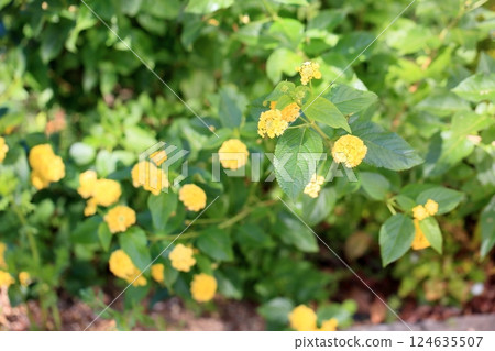 馬纓丹花 124635507