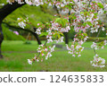 Beautiful cherry blossoms blooming in the light rain 124635833