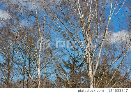 Trees in late autumn, fallen leaves 124635847