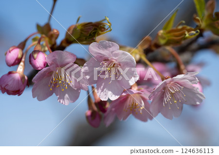 早開的傘松河津櫻 早開的傘松河津櫻 124636113