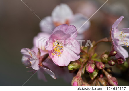 早開的傘松河津櫻 124636117