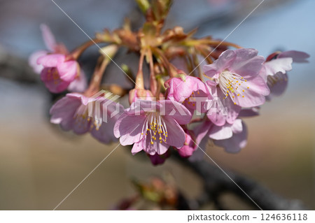 早開的傘松河津櫻 124636118