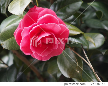 red camellia flower red camellia flower 124636143