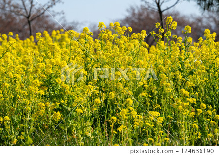 三重縣松阪市的油菜花盛開 124636190