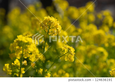 三重縣松阪市的油菜花盛開 三重縣松阪市的油菜花盛開 124636191