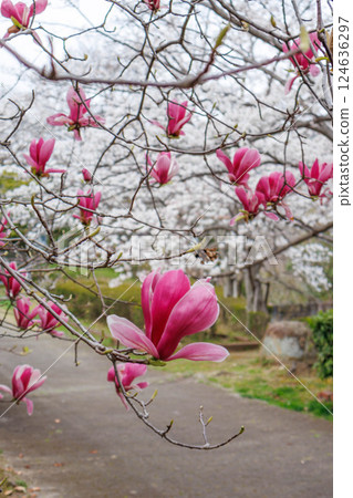 The rows of cherry trees along the banks of the Ashiya River in Ashiya City, Hyogo Prefecture, are in full bloom, with purple magnolias adding a splash of color. The rows of cherry trees along the banks of the Ashiya River in Ashiya City, Hyogo Prefecture, are in full bloom, with purple magnolias adding a splash of color. 124636297