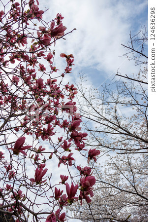 The rows of cherry trees along the banks of the Ashiya River in Ashiya City, Hyogo Prefecture, are in full bloom, with purple magnolias adding a splash of color. The rows of cherry trees along the banks of the Ashiya River in Ashiya City, Hyogo Prefecture, are in full bloom, with purple magnolias adding a splash of color. 124636298