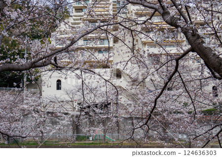 Cherry blossom trees along the banks of the Ashiya River in Ashiya City, Hyogo Prefecture are in full bloom 124636303