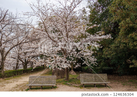Cherry blossom trees along the banks of the Ashiya River in Ashiya City, Hyogo Prefecture are in full bloom 124636304