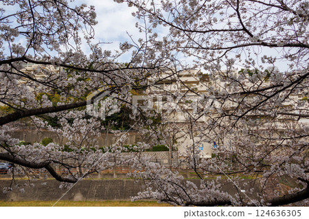Cherry blossom trees along the banks of the Ashiya River in Ashiya City, Hyogo Prefecture are in full bloom 124636305