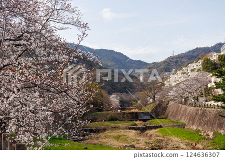 Cherry blossom trees along the banks of the Ashiya River in Ashiya City, Hyogo Prefecture are in full bloom 124636307