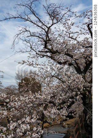 Cherry blossom trees along the banks of the Ashiya River in Ashiya City, Hyogo Prefecture are in full bloom 124636308