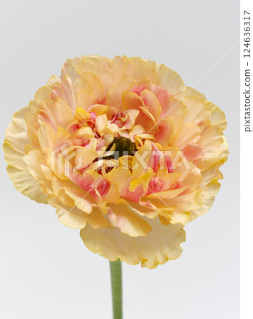 Orange Ranunculus Charlotte flower Orange Ranunculus Charlotte flower 124636317