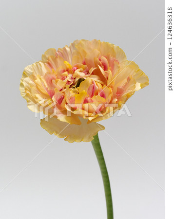 Orange Ranunculus Charlotte flower Orange Ranunculus Charlotte flower 124636318