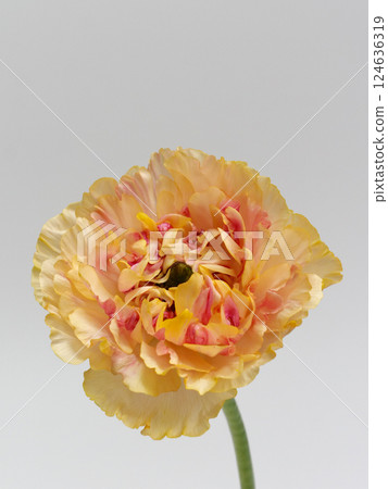 Orange Ranunculus Charlotte flower 124636319