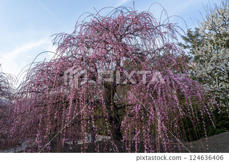 鈴鹿森林花園的垂枝梅花美不勝收 124636406