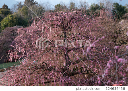 Stunning weeping plum blossoms at Suzuka Forest Garden 124636436