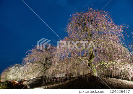 Stunning weeping plum blossoms at Suzuka Forest Garden Stunning weeping plum blossoms at Suzuka Forest Garden 124636437