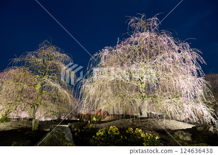 Stunning weeping plum blossoms at Suzuka Forest Garden 124636438
