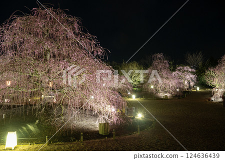 Stunning weeping plum blossoms at Suzuka Forest Garden 124636439