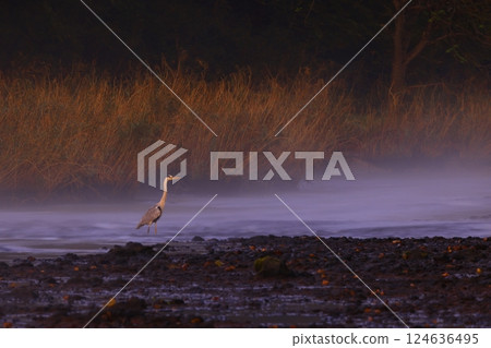 Early morning scenery of Sarugaishi River Early morning scenery of Sarugaishi River 124636495