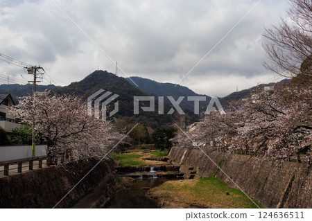 Spring scenery along the Ashiya River in Ashiya City, Hyogo Prefecture Spring scenery along the Ashiya River in Ashiya City, Hyogo Prefecture 124636511