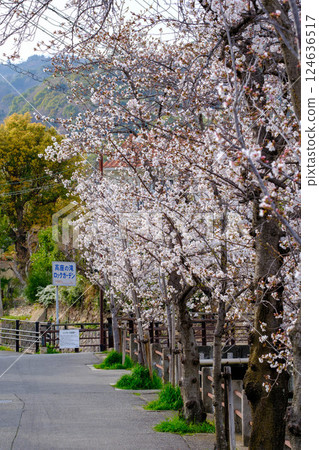 Cherry blossom trees along the banks of the Ashiya River in Ashiya City, Hyogo Prefecture are in full bloom Cherry blossom trees along the banks of the Ashiya River in Ashiya City, Hyogo Prefecture are in full bloom 124636517