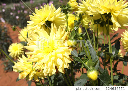 Dahlia Brazil cultivated near the city of São Paulo 124636551