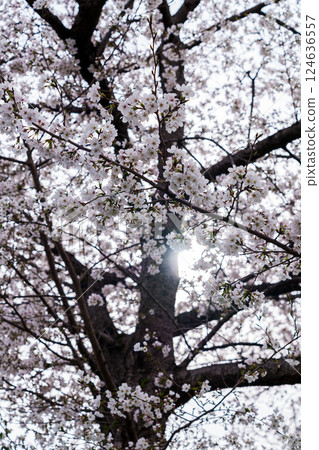 2025春：奈良佐保的櫻花：佐保川河岸栽種的淡粉紅櫻花① 124636557