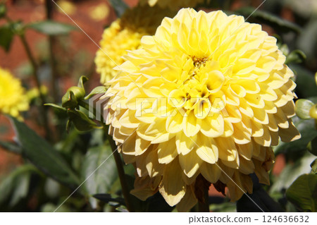 Dahlia Brazil cultivated near the city of São Paulo 124636632