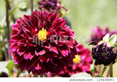 巴西達莉亞(Dalia Brazil)在聖保羅市附近種植 巴西達莉亞(Dalia Brazil)在聖保羅市附近種植 124636641