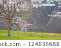 Beautiful cherry blossoms blooming in the light rain 124636688