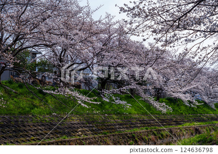 2025年春:奈良佐保櫻花:奈良市中心的佐保川河岸種植美麗的櫻花樹③ 2025年春:奈良佐保櫻花:奈良市中心的佐保川河岸種植美麗的櫻花樹③ 124636798
