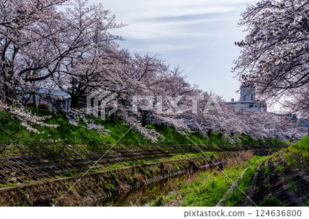 2025 年春季：奈良佐保櫻花：流經奈良市中心的佐保川河岸種植一排排美麗的櫻花樹。 124636800