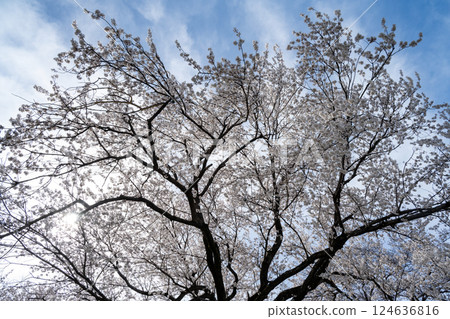 愛知縣一宮市木曾川河畔的櫻花 124636816