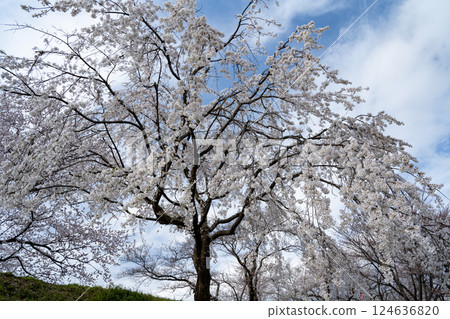 Cherry blossoms on the banks of the Kiso River, Ichinomiya, Aichi Prefecture 124636820