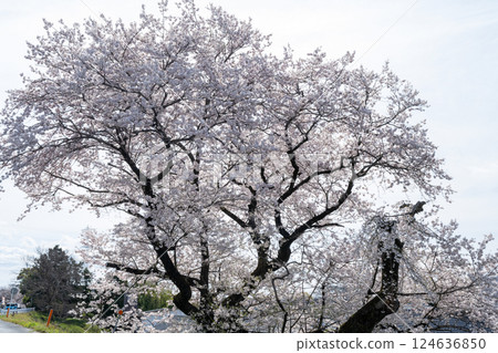 愛知縣一宮市木曾川河畔的櫻花 124636850