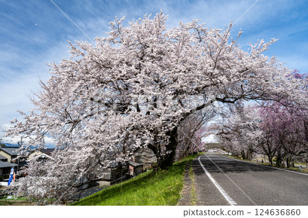 愛知縣一宮市木曾川河畔的櫻花 124636860