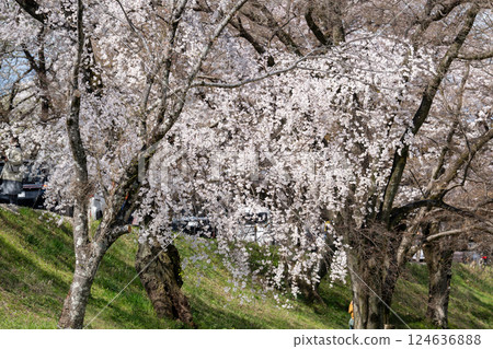 愛知縣一宮市木曾川河畔的櫻花 124636888